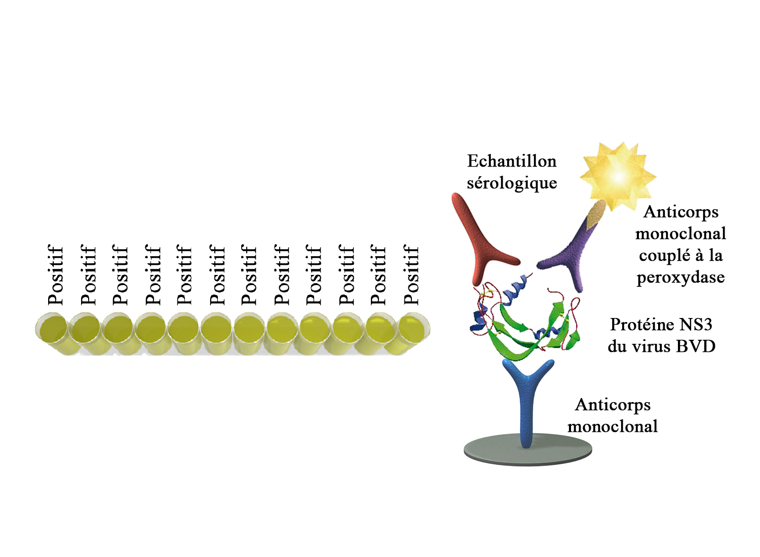 BIO K 230 - Monoscreen AbELISA BVDV (NS3) / blocage